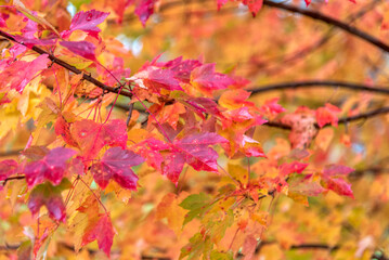 Beautiful maple leaves in autumn sunny day