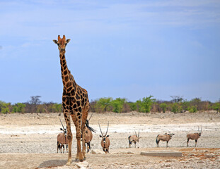 A large adult giraffe at a waterhole in Etosha with a small herd of Gemsbok Oryx in the background