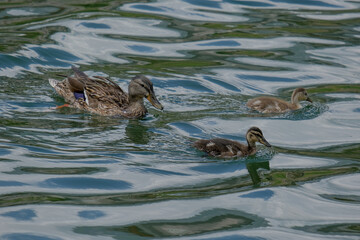 
Close-up of a pretty young duck looking for food, taken in Germany on a sunny day. 