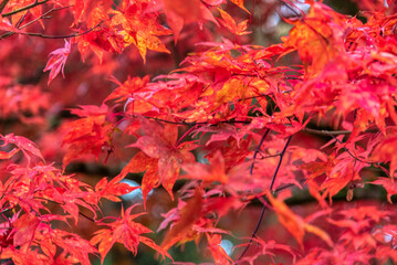 Naklejka na ściany i meble Beautiful maple leaves in autumn sunny day