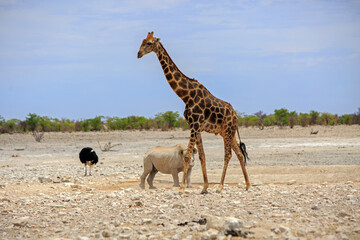 A black Rhinocerous walking behind an dult giraffe with a male black ostriich in the background, against a natural blue pale sky