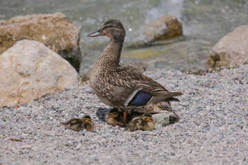 
Close-up of a pretty young duck looking for food, taken in Germany on a sunny day. 