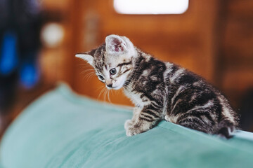 Portrait d'un adorable petit chaton rayé tigré aux yeux bleus à la maison