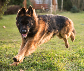 German shepherd dog playing in nature. Happy german shepherd running and jumping