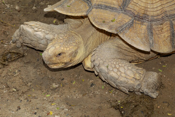 Fototapeta premium Sulcata tortoise in the garden at thailand