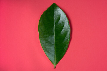 green leaf on red background