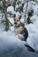 Dog German Shepherd outdoors in the forest in a winter day. Russian guard dog Eastern European Shepherd in nature on the snow and white trees covered snow