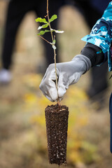 Oak sapling ready to be planted during a afforestation process
