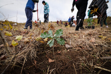 Oak sapling ready to be planted during a afforestation process