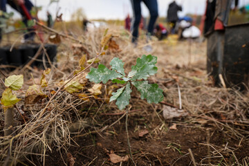 Oak sapling ready to be planted during a afforestation process