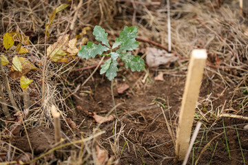 Oak sapling ready to be planted during a afforestation process