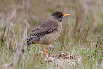 Falkland Thrush