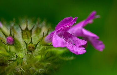 Fototapeta na wymiar pink flowers of wild basil (Clinopodium vulgare)