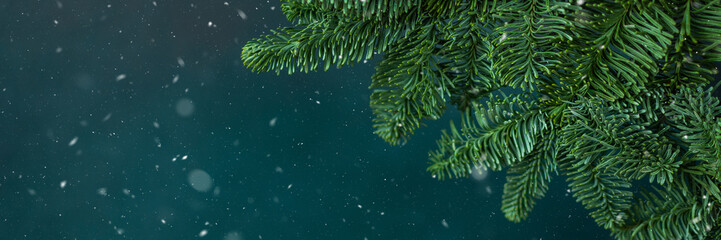 Fir branches close-up on a green background, Christmas banner with falling snow