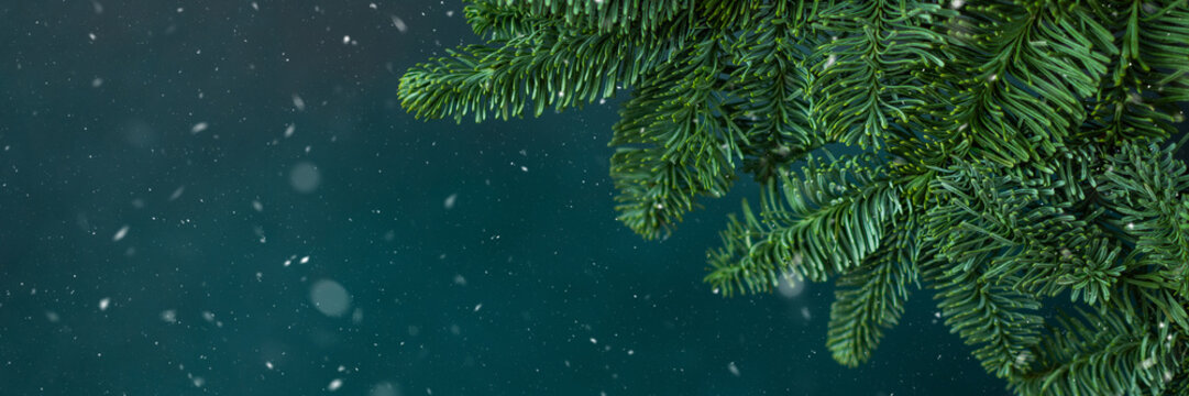 Fir branches close-up on a green background, Christmas banner with falling snow