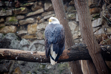 Bald eagle.
It is a bird of prey from the hawk family, found in North America. In 1782, it was recognized as the national bird of the USA, depicted on the state emblem and banknotes. - 681635854