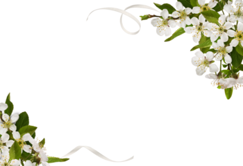 Spring floral corners arrangements with small green leaves and flowers of cherry and scrolled satin ribons isolated on white or transparent background