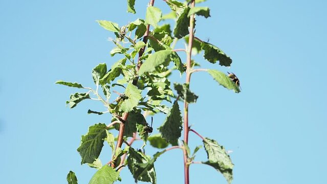 Plaga de avispas comiendo pulgones en hojas