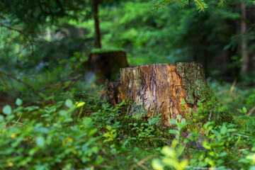 Stump - a freshly cut tree in the forest, in the vicinity of a fallen branch