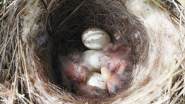 Pollitos de p&aacute;jaros reci&eacute;n nacidos con huevos