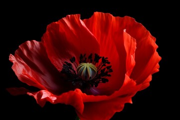 Red poppy flower single bright. Blooming flora petal plant leaf. Generate Ai