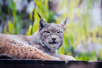 Eurasian lynx.
This is the largest of all lynxes. The paws are large, well pubescent in winter, which allows the lynx to walk through the snow without falling through. There are long tassels on the ea - 681637298