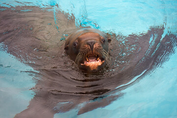 Steller sea lion.
 This is one of the largest pinnipeds and the largest in the family of eared...