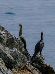 Close-up of a pretty young waterbird looking for food, taken in Germany on a sunny day. 