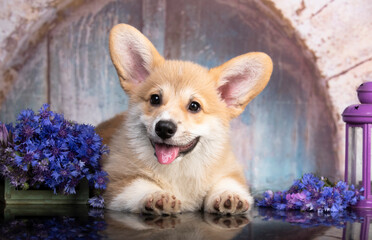 Welsh corgi dog.; Happy puppy. Concept of beauty; pets love; animal life.