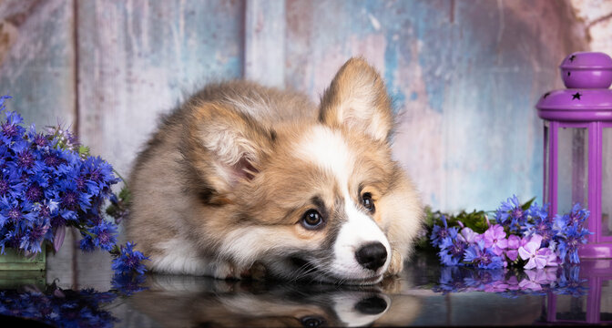  Welsh corgi  puppy. Concept of beauty; pets love; animal life.