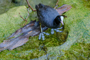 Close-up of a pretty young waterbird looking for food, taken in Germany on a sunny day. 