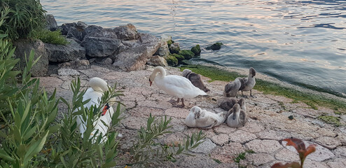 Close-up of a pretty young waterbird looking for food, taken in Germany on a sunny day. 