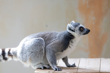 ODENSE ZOO - The lemurs have large eyes, so the others can see at night,Odense,Denmark