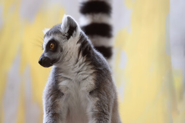 ODENSE ZOO - The lemurs have large eyes, so the others can see at night,Odense,Denmark
