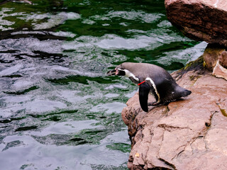 Close-up of a pretty young waterbird looking for food, taken in Germany on a sunny day. 