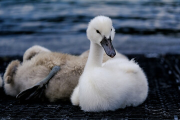 Close-up of a pretty young waterbird looking for food, taken in Germany on a sunny day. 