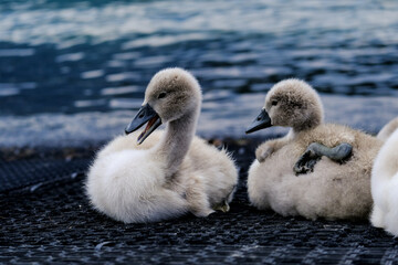 Close-up of a pretty young waterbird looking for food, taken in Germany on a sunny day. 