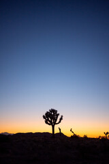 Silhouette of a Solitary Joshua Tree At Sunset In Joshua Tree National Park, California