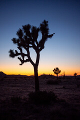 Joshua trees and Mojave desert at dusk, Joshua Tree National Park, CA, USA
