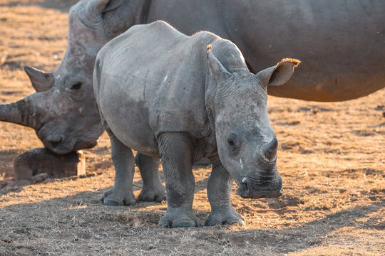 Cucciolo di rinoceronte