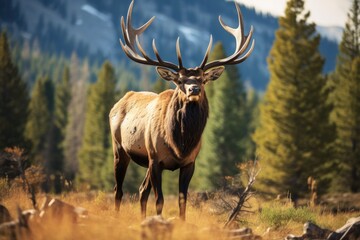 Fototapeta premium Bull Elk in Yellowstone National Park, Wyoming, United States of America, ellowstone National Park, Bull Elk near Mammoth, AI Generated