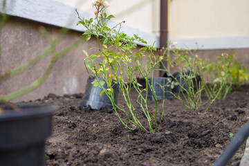 Small rose seedlings growing in peat pots in the garden.