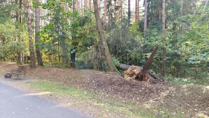 A spruce tree growing in a city park was broken at the roots by strong winds during a thunderstorm and fell to the ground. A wooden bench and an urn stand nearby. Coniferous and deciduous trees grow