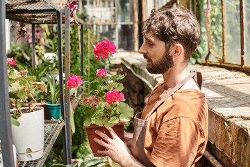 side view, happy bearded gardener in linen apron holding plant with flowers on rack in greenhouse