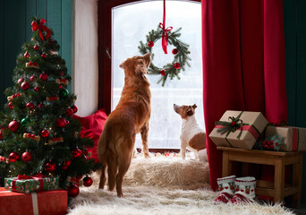 A Nova Scotia Duck Tolling Retriever and a Jack Russell Terrier dogs gaze out a festive window, a...