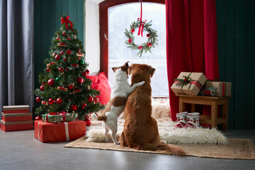 A Nova Scotia Duck Tolling Retriever and Jack Russell Terrier cuddle by a Christmas tree, eyes...