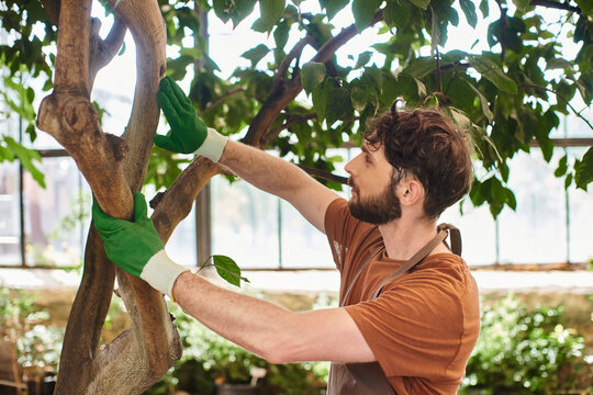 handsome bearded gardener in gloves examining tree in modern greenhouse, horticulture, concept