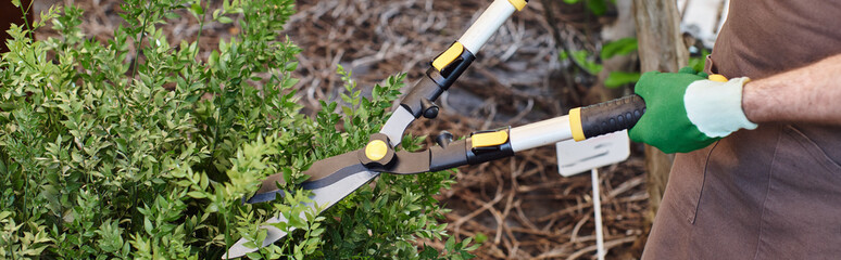 cropped banner, gardener in apron trimming green bush with big gardening scissors in greenhouse