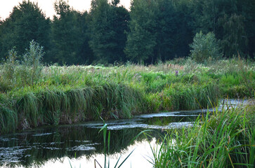 Green grass on the lake. Summer. Forest. Nature.