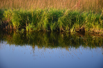 Grass on the lake. A mirror image of grass in the water. Blue water.